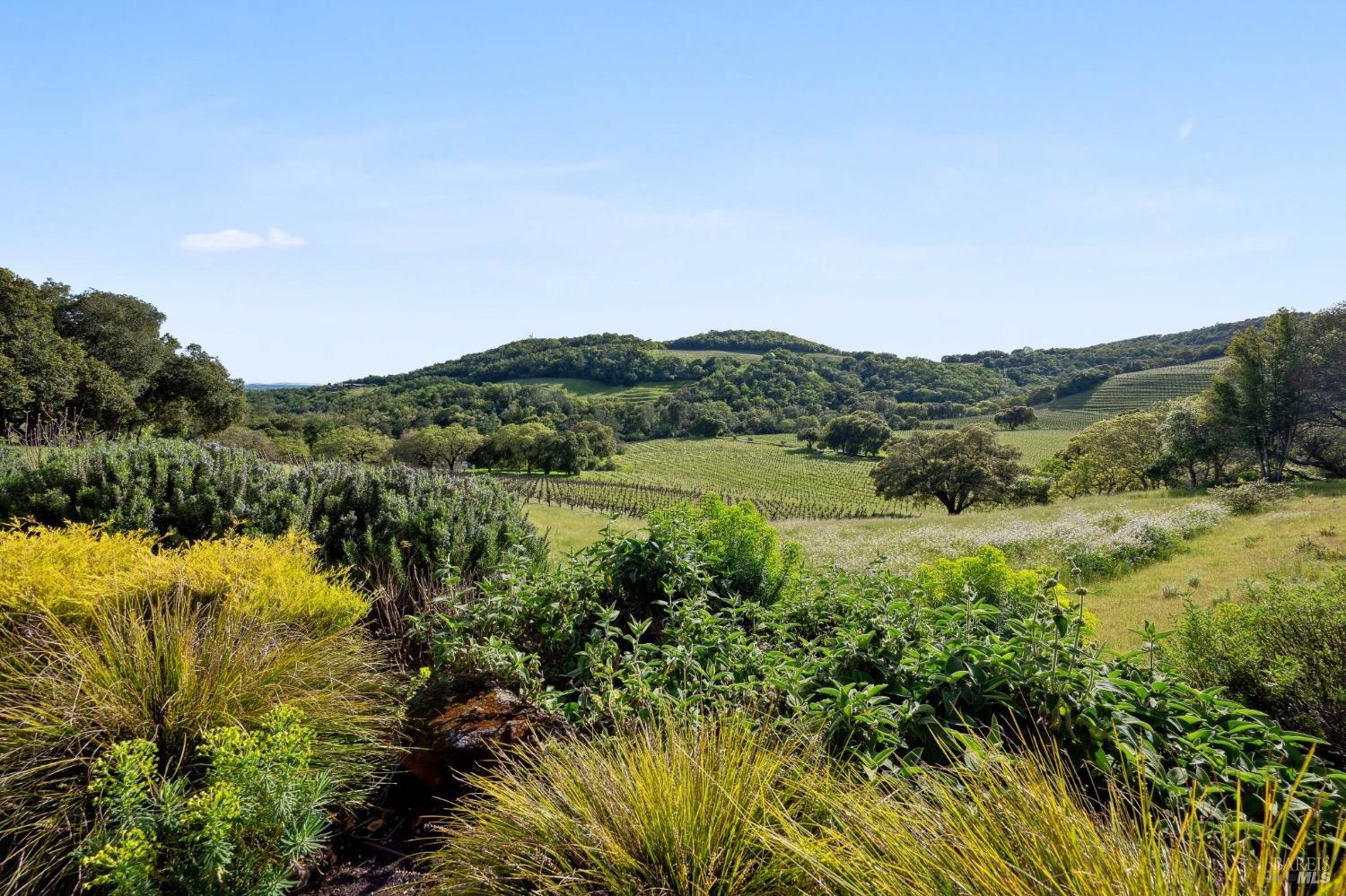 The vineyard valley and oak-covered hills of the estate, framed by native garden plantings